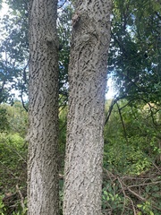 Phellodendron amurense