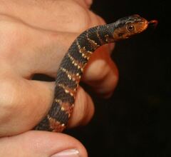 Nerodia fasciata pictiventris