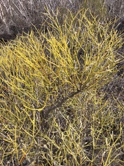 Alternanthera filifolia