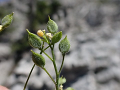 Draba oligosperma