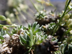Draba oligosperma