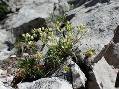Draba oligosperma