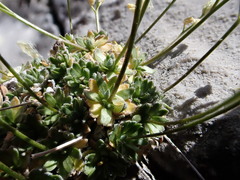 Draba oligosperma