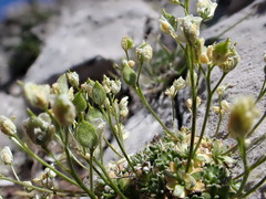 Draba oligosperma