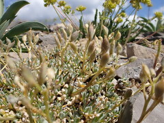 Draba oligosperma