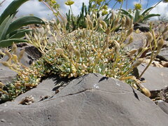 Draba oligosperma