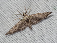 Eupithecia miserulata