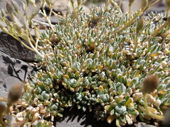 Draba oligosperma