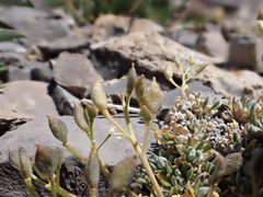 Draba oligosperma