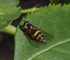 Dasysyrphus tricinctus