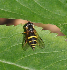 Dasysyrphus tricinctus