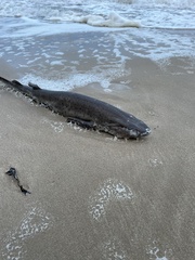 Scyliorhinus stellaris