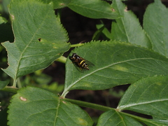 Dasysyrphus tricinctus