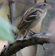 Spizelloides arborea