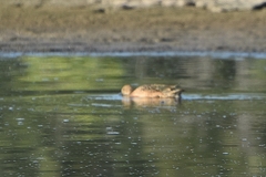 Spatula cyanoptera