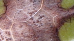 Cercospora moricola