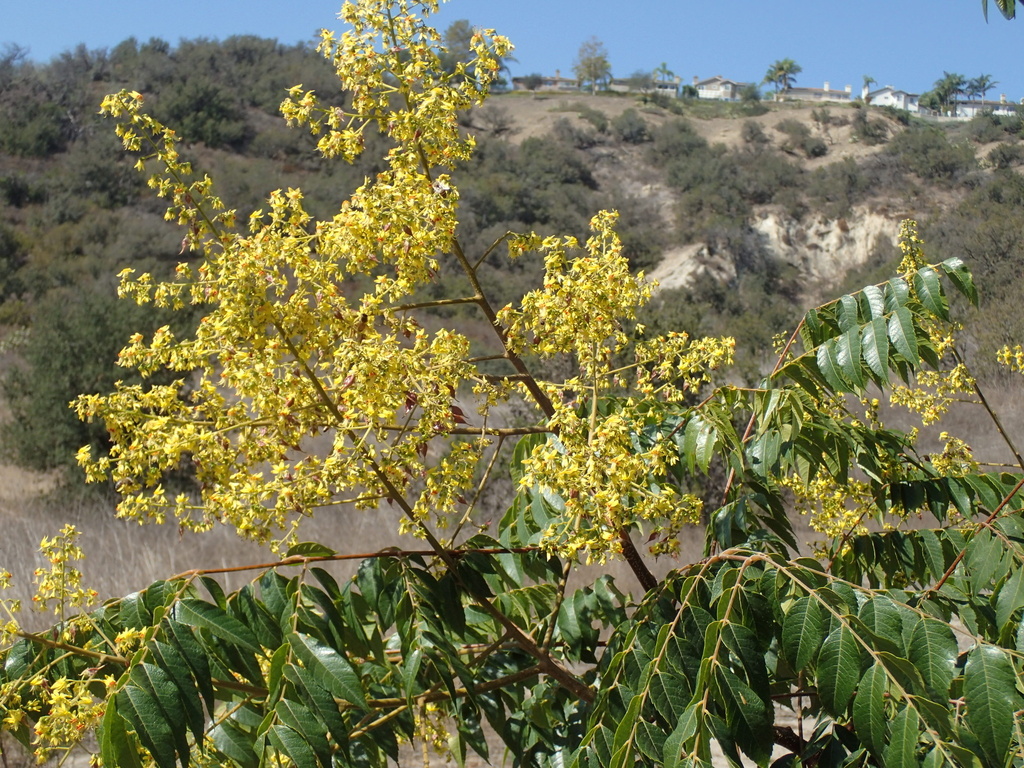 Koelreuteria bipinnata