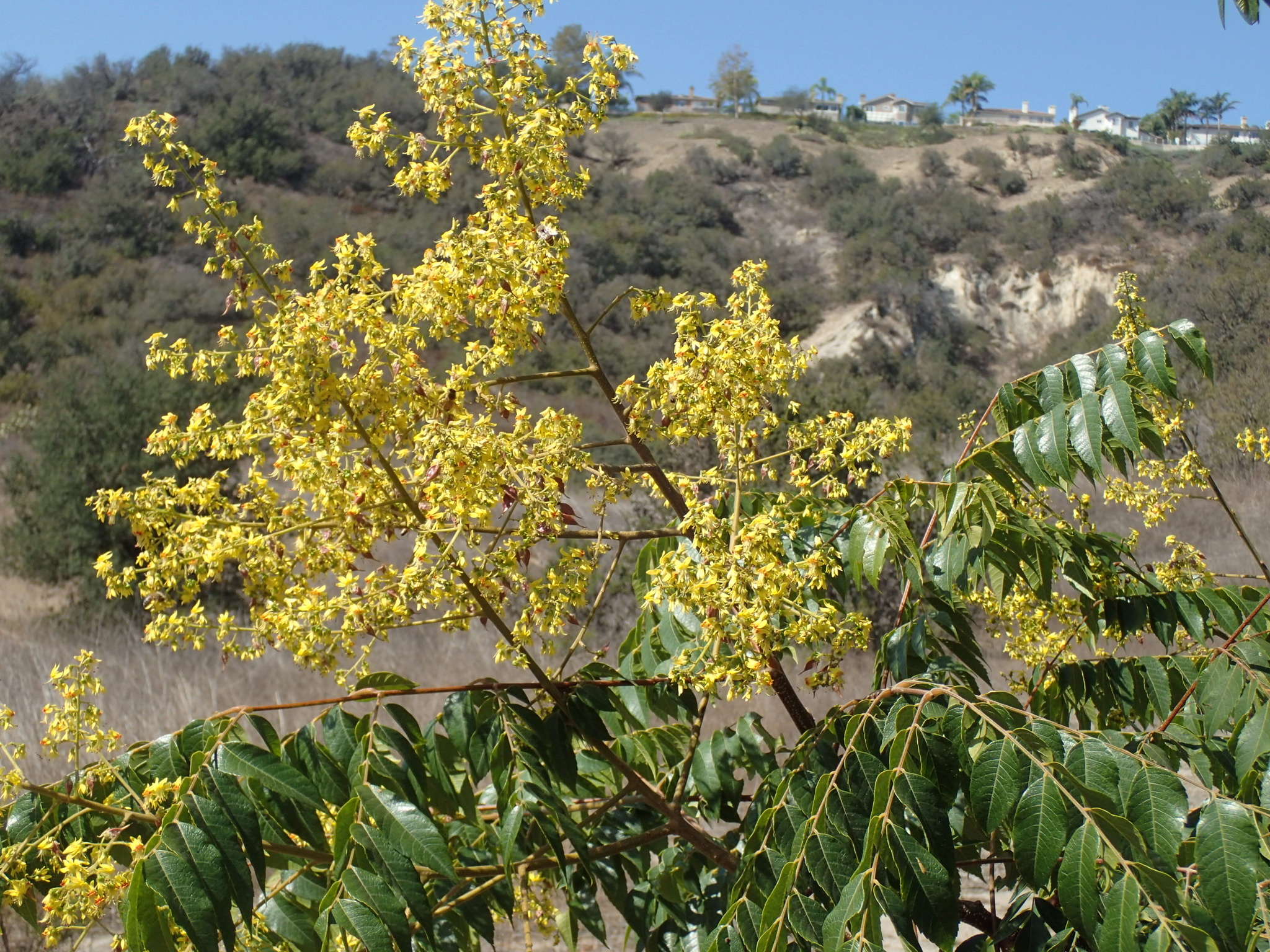 Koelreuteria bipinnata