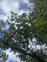 Phellodendron amurense