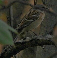 Spizelloides arborea