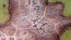 Cercospora moricola