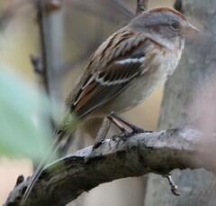 Spizelloides arborea