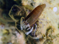 Gnathophyllum elegans