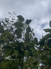 Phellodendron amurense