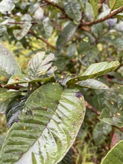 Psidium