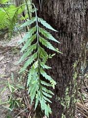 Asplenium bulbiferum x a flaccidum