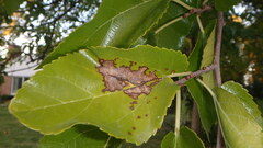Cercospora moricola