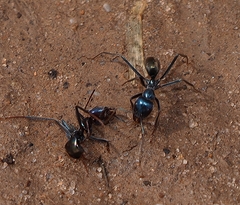 Iridomyrmex lividus