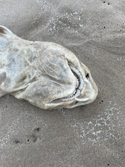 Scyliorhinus stellaris