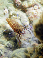 Gnathophyllum elegans