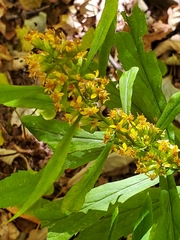 Solidago curtisii