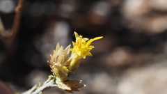Ericameria nauseosa bernardina