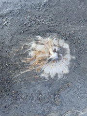 Chrysaora melanaster