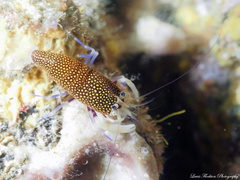 Gnathophyllum elegans