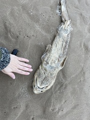 Scyliorhinus stellaris