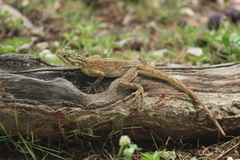 Agama picticauda