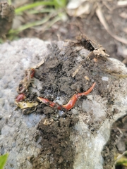 Arthurdendyus testaceus