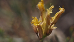 Ericameria nauseosa bernardina
