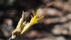 Ericameria nauseosa bernardina