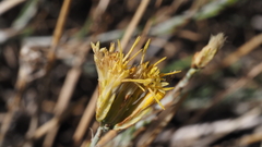 Ericameria nauseosa bernardina