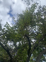 Phellodendron amurense