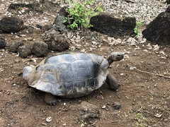 Chelonoidis niger chathamensis