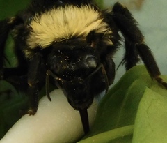 Bombus pensylvanicus