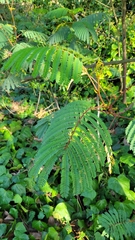 Paraserianthes