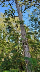Paraserianthes