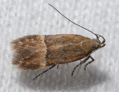 Eudactylota iobapta